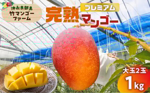 【2026年先行予約】竹マンゴーファームのプレミアム完熟マンゴー1キロ（大玉2個入り）　C039-003