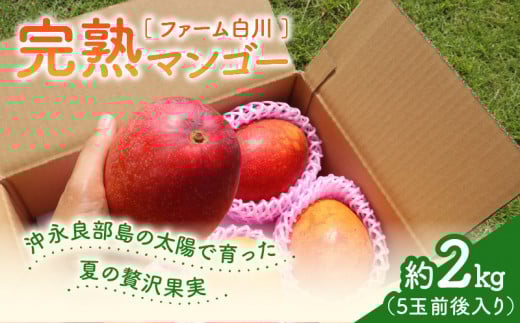 【2026年先行予約】ファーム白川の完熟マンゴー2kg　C032-003
