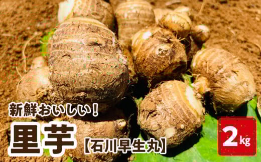 【2026年先行予約】新鮮おいしい!里芋(石川早生丸)2kg 6月お届け C056-001