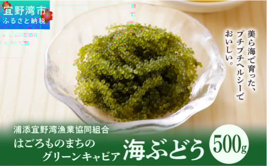 【はごろものまちのグリーンキャビア】海ぶどう（500g）