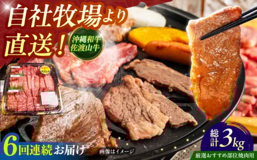 【全6回定期便】【厳選！おすすめ部位】沖縄和牛 佐渡山牛 焼肉用 500g 牛肉 焼肉 焼き肉 和牛 赤身 沖縄市 / 肉のサブロー [BCBC012]