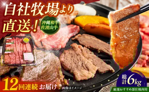 【全12回定期便】【厳選！おすすめ部位】沖縄和牛 佐渡山牛 焼肉用 500g 牛肉 焼肉 焼き肉 和牛 赤身 沖縄市 / 肉のサブロー [BCBC013]