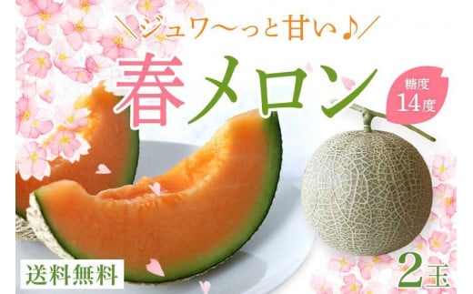 ★品切れ★沖縄県宮古島産 春メロン【大玉２玉】｜贈答用・高級果物・赤肉メロン