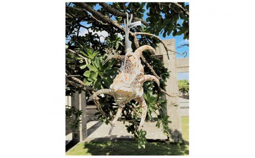 DU004　魔除けの貝　スイジガイ（手作りロープ付き）