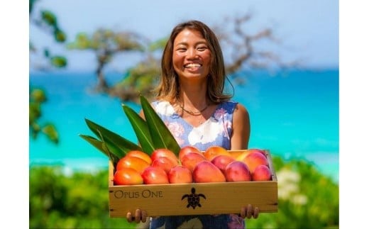 《先行予約》2026年発送【ブルータートルファーム】宮古島完熟マンゴー 【贈答】(1kg)(DC007)