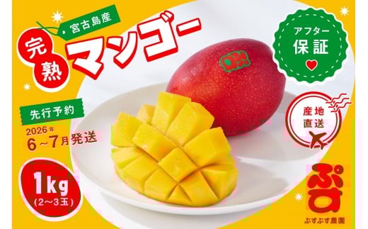 【ぷすぷす農園】＜2026年発送先行予約＞宮古島産完熟マンゴー(家庭用／1キロ／農園直送)（KY001）