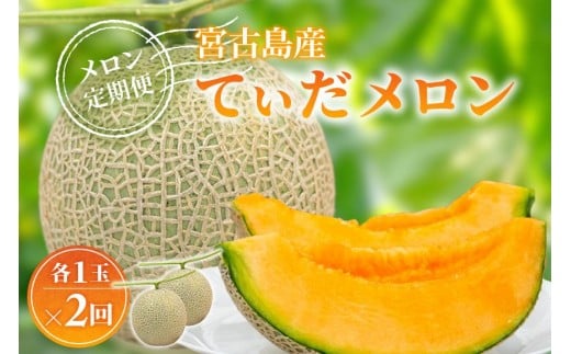 【メロン定期便】宮古島産てぃだメロン 1玉《2025年冬・2026年春発送》＜8farm＞（JC003）