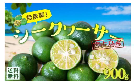 品切れ★沖縄・宮古島産|シークワーサー(900g)生果実 青切り[2025年夏発送]