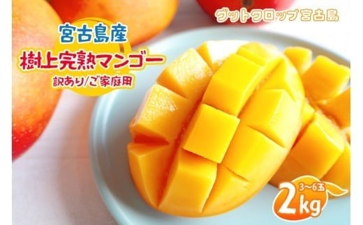 ＜2026年夏発送＞ 宮古島産樹上完熟マンゴー（訳あり/ご家庭用）2kg（3～6玉）グットクロップ宮古島（SG005）