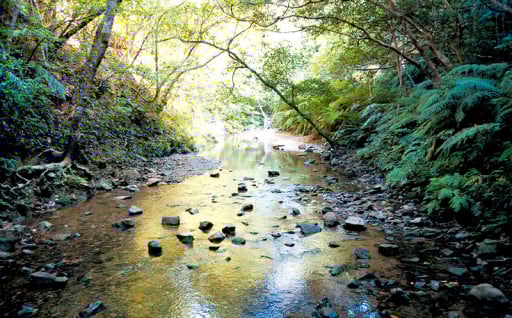 大宜味村の豊かな自然環境及び世界自然遺産の保全と活用に関する事業