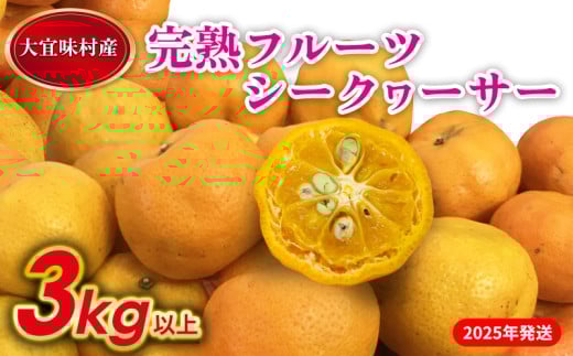 【2025年発送】完熟フルーツシークヮーサー　3kg 沖縄 おきなわ 大宜味村 果物 くだもの 果実 シークワーサー しーくわーさー 完熟 沖縄県産 産地直送 お取り寄せ 人気 食品 送料無料 国産 県産 ご当地 やんばる ノビレチン