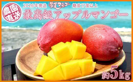 【2026年発送】最高級 常夏アップルマンゴー!糖度17度以上 約5kg以上農園から直送 最高級 先行予約 沖縄 甘味 糖度 濃厚 美味しい お土産 おいしい ギフト とろける甘さ 香り アーウィン 果汁 5キロ 箱入り お取り寄せ 見た目 きれい 綺麗