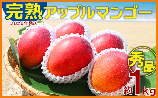 【2026年発送】農園一番人気の完熟アップルマンゴー秀品・約1kg農園から直送! 秀品 先行予約 沖縄 甘味 糖度 濃厚 美味しい お土産 おいしい ギフト とろける甘さ 香り アーウィン 果汁 高級 箱入り 化粧箱入り 見た目 きれい 綺麗