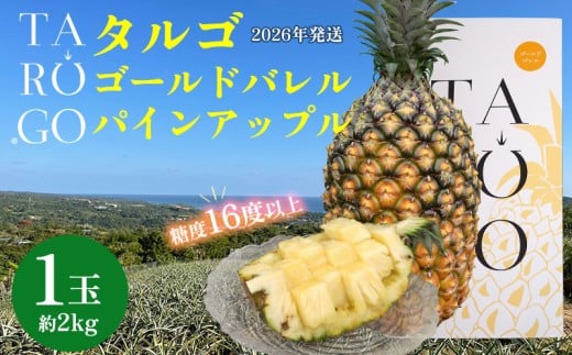 TARUGO　贈答用ゴールドバレルパイン　1玉（約2kg）2026年発送 糖度16度以上 パイン パインアップル パイナップル タルゴ タルゴゴールド 贈答用 化粧箱 贈り物 ゴールドバレル 国産パイン 甘い 香り 高品質 高級フルーツ 大玉 国産 やんばる 沖縄 東村