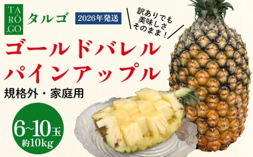 【規格外・家庭用】TARUGO　ゴールドバレルパイン　約10kg（6～10玉）2026年発送 家庭用 パイン パインアップル パイナップル タルゴ タルゴゴールド ゴールドバレル 葉ナシ ご自宅用 訳あり 国産パイン 規格外 生産者応援 農家応援 高級フルーツ 大玉 国産 やんばる 沖縄 東村