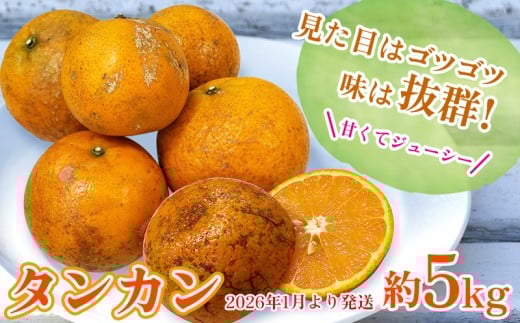 地元で愛されるみかん「タンカン」約5kg【2026年1月より発送】 たんかん みかん ミカン 柑橘 甘い 甘酸っぱい 果汁多め 爽やか フレッシュ 橙 オレンジ 南国 フルーツ ジューシー おいしい 冬 こたつ 濃厚 沖縄 東村