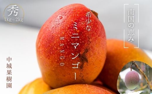 中城果樹園ミニマンゴー秀品 約1kg(10〜20個入)2025年発送 沖縄 特産品 フルーツ 果物 デザート スイーツ おすすめ オススメ 贈り物 プレゼント お土産 お見舞い 期間限定 数量限定 希少 レア