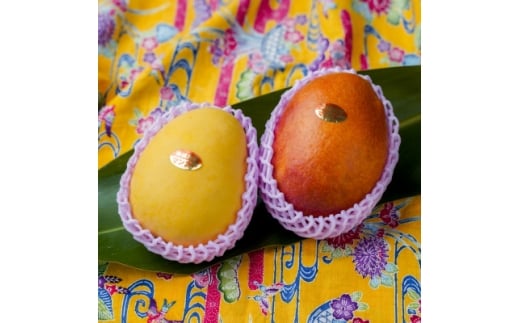 ＜2026年発送・家庭用＞頑固おやじのこだわりマンゴー 食べ比べ1kg 糖度20度超えの金蜜マンゴー【1681750】