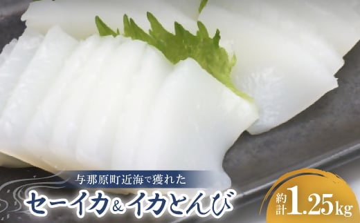 セーイカ1kg イカとんび250g お刺身用 約1.25kg【1564534】