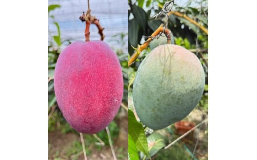 <発送月固定定期便>2026年発送マンゴー2種の食べ比べセット 全2回【4012836】