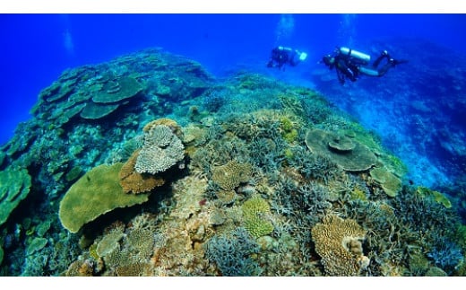 伊是名島ファンダイビング利用券(1名様)