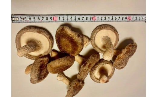 川西町産「生椎茸」 大判(8cm以上)の生椎茸500グラム入り