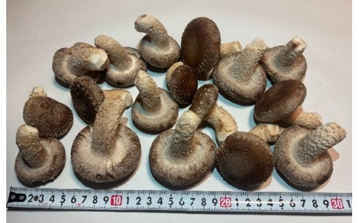 川西町産「生椎茸」 肉厚で足太の生椎茸500グラム入り