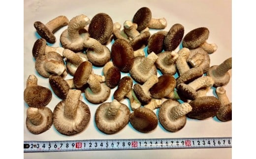 川西町産「生椎茸」 肉厚で足太の生椎茸1000グラム入り