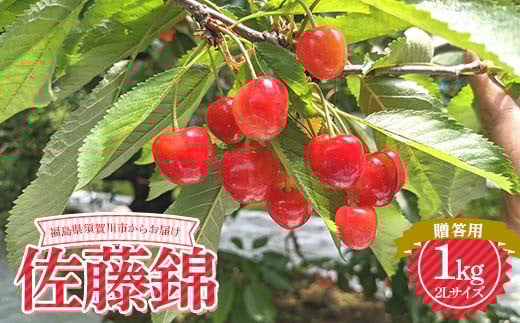 さくらんぼ 佐藤錦 2L 1kg 贈答用 [佐藤幸男農園] さくらんぼ サクランボ チェリー デザート フルーツ 果物 くだもの 果実 食品