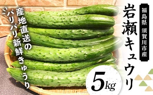 福島県須賀川市産 岩瀬キュウリ5kg 産地直送のパリパリ新鮮きゅうり F7X-0133