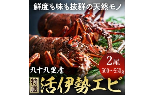 特選活伊勢エビ 2尾 伊勢エビ 伊勢 海老 生きたまま発送 活 生 活き 活き〆 活き締め 活締め 伊勢海老 九十九里 九十九里浜 九十九里産 千葉 エビ 特選 刺身 生食用 海鮮 海産物 魚介 新鮮 高級 人気 国産 天然 直送  お祝い ギフト おすすめ 送料無料 冷蔵 千葉県 旭市 不動丸 fdm005