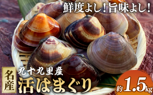活はまぐり 約1.5kg 九十九里産 国産 はまぐり 活はまぐり 貝類 貝 魚貝類 無添加 魚介 海の幸 海鮮 海産物 海 鍋 バーベキュー BBQ お吸い物 産地直送 ご馳走 蛤 贈答 ギフト プレゼント 贈答 記念日 お祝い 送料無料 千葉県 旭 飯岡ヤマイチ水産-大納屋- メディア 千葉県 旭市 iys007