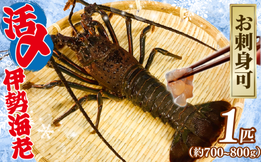 [9月以降順次発送] 伊勢海老 活〆冷凍伊勢海老 1匹 ( 700〜800g ) お刺身 海老 えび エビ 伊勢エビ 刺し身 刺身 エビマヨ 味噌汁 天ぷら 天丼 鬼瓦焼き 海鮮 魚介 氷締め 流水解凍 冷凍 冷凍配送 プレゼント ギフト 贈答 家庭用 産地直送 千葉県 旭市 治吉水産