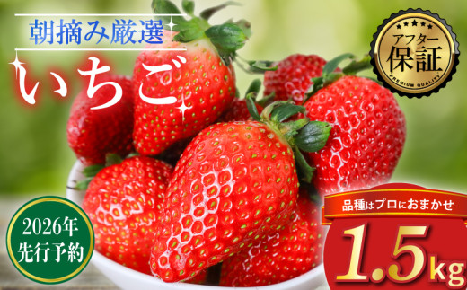 【2026年2月より発送】 【先行予約】品種おまかせいちご 1500g  1.5kg  新鮮 産地直送 朝摘み 厳選 アフター 保証 付きいちご 苺 フルーツ 果物 くだもの 品種おまかせ おまかせ とちおとめ やよいひめ おいCベリー かおり野  スターナイト お菓子 デザート スイーツ 千葉県 旭市 滑川いちご園 nmi003