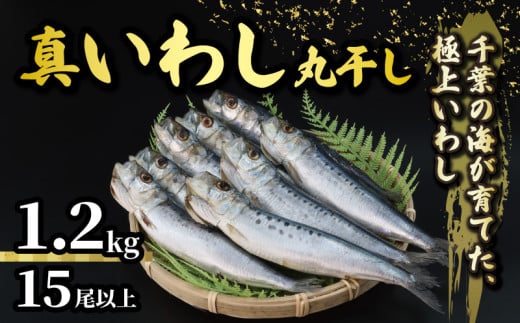 ＼最短7営業日以内発送/ いわし 丸干し 約 1.2kg 15尾以上 国産 千葉県産 真いわし 真鰯 イワシ スピード発送 冷凍 鰯 簡単調理 手軽 料理 和食 おすすめ ご飯 の お供 おかず 惣菜 お弁当 おつまみ 珍味 酒 ビール 日本酒 焼酎 に合う 夕食 食卓 人気 魚 海鮮 水産 水産加工品 千葉県 旭市 有限会社井上商店