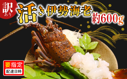 ＼最短7営業日以内発送/ 訳あり 活き伊勢海老 600g 伊勢エビ 海老 活 プリっぷり 生 活き 伊勢えび 九十九里 イセエビ エビ プリプリ ぷりぷり 特選 刺身 生食用 海鮮 新鮮 高級 人気 国産 天然 安全 安心 直送 お祝い ギフト おすすめ 送料無料 冷蔵 ふるさと納税 千葉県 旭市 株式会社 幻屋