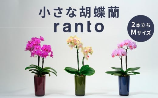 小さな 胡蝶蘭 2本立ち 鉢 付き 1鉢 ranto Mサイズ 飾るだけ 手軽 ミディー胡蝶蘭 花 お花 華 観葉植物 植物 コンパクト 小さめ 鑑賞 インテリア 贈答 記念日 ギフト プレゼント お祝い 祝い 誕生日 還暦 米寿 お歳暮 お中元 贈り物 母の日 千葉県 旭市 椎名洋ラン園 sye008