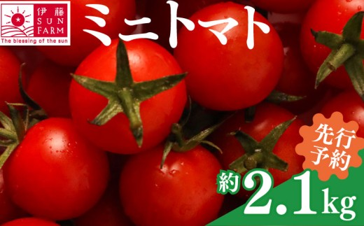 【 先行予約 】 ミニトマト 約 2 kg 以上 トマト プチトマト 小分け 甘い 野菜 やさい サラダ フルーツ 新鮮 旬 ジューシー 濃厚 人気 おすすめ お弁当 期間限定 数量限定 送料無料 産地直送 千葉県 旭市 伊藤SUN FARM isf001