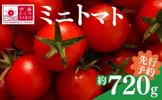 [ 訳あり ][ 先行予約 ] ミニトマト 約 720g トマト プチトマト 期間限定 数量限定 甘い 野菜 やさい サラダ フルーツ 旬 濃厚 送料無料 小分け 千葉県 旭市 伊藤SUN FARM