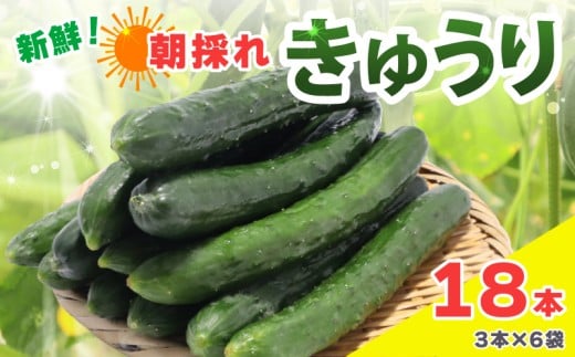 新鮮 朝採れきゅうり 18本入り きゅうり 胡瓜 野菜 夏野菜 サラダ 冷麺 漬物 漬け物 ぬか漬け 酢の物 1本漬け 浅漬け 冷やしきゅうり キムチ きゅうりちくわ ちくわきゅうり 産地直送 新鮮 千葉県 旭市 SHIfT園芸