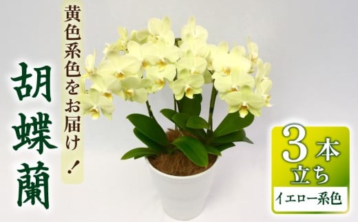 胡蝶蘭 ミディー胡蝶蘭 イエロー系 5.5号 3本立ち 寄せ植え 花 お花 flower 植物 コンパクト 品種 おまかせ お楽しみ 家庭用 鑑賞 インテリア 贈答 記念日 ギフト プレゼント お祝い 祝い 誕生日 還暦 米寿 お歳暮 お中元 贈り物 送料無料 ふるさと納税 千葉県 旭市 椎名洋ラン園 sye014