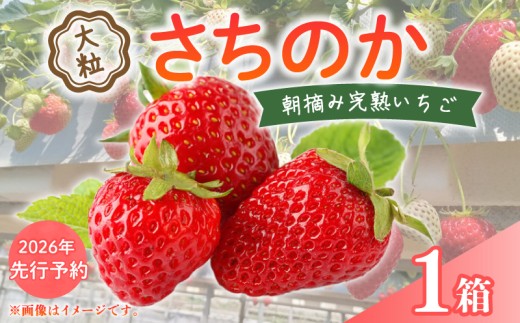 【 2026年 先行予約 】 いちご 大粒 9～18粒 × 1箱 2026 年 2月 3月 発送 さちのか 国産 イチゴ 苺 ストロベリー  アフター保証 新鮮 完熟 朝摘み 旬 甘い 冷蔵 厳選 フルーツ 果物 くだもの デザート スイーツ 産地直送 期間限定 送料無料 千葉県 旭市 向後いちご園 kie001