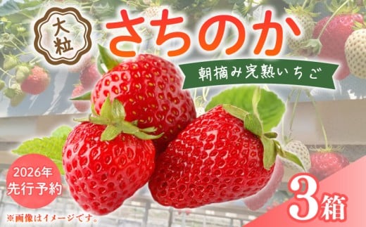 【 2026年 先行予約 】 いちご 大粒 9～18粒 × 3箱 2026 年 2月 3月 発送 さちのか 国産 イチゴ 苺 ストロベリー  アフター保証 新鮮 完熟 朝摘み 旬 甘い 冷蔵 厳選 フルーツ 果物 くだもの デザート スイーツ 産地直送 期間限定 送料無料 千葉県 旭市 向後いちご園 kie003