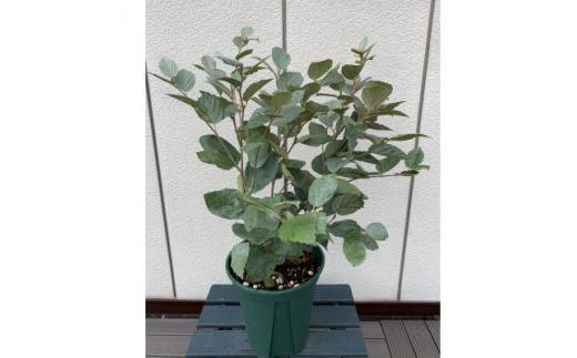 おしゃれなカラーリーフ 水色系青葉品種 フォッサギラ ブルーシャドー[プラス樹]