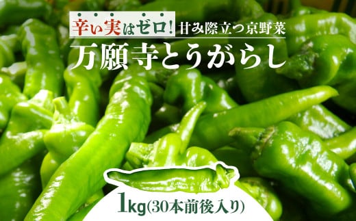 【2025年6月より順次発送】万願寺とうがらし １kg（30本前後入り）2525農園 FCEU001 / ふるさと納税 万願寺 やさい 野菜 京野菜 甘とうがらし 甘み 旨味 肉厚 農家直送  角田忠司 ２５２５ ニコニコ農園 福知山市 京都府