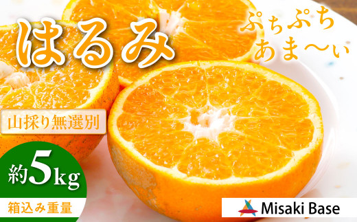 【先行受付】【数量限定】【山採り無選別】はるみ 5kg ※離島への配送不可（2026年2月より順次発送）  【 ふるさと納税 人気 おすすめ ランキング みかん 柑橘 ミカン 蜜柑 mikan 果物 はるみ はるみオレンジ フルーツ 糖度 甘い  タンゴール オレンジ 家庭用 おすそ分け 無選別 Misaki Base 愛媛県 伊方町 送料無料 】 IKTAB011