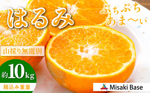 【先行受付】【数量限定】【山採り無選別】はるみ 10kg ※離島への配送不可（2026年2月より順次発送）  【 ふるさと納税 人気 おすすめ ランキング みかん 柑橘 ミカン 蜜柑 mikan 果物 はるみ はるみオレンジ フルーツ 糖度 甘い  タンゴール オレンジ 家庭用 おすそ分け 無選別 Misaki Base 愛媛県 伊方町 送料無料 】 IKTAB012