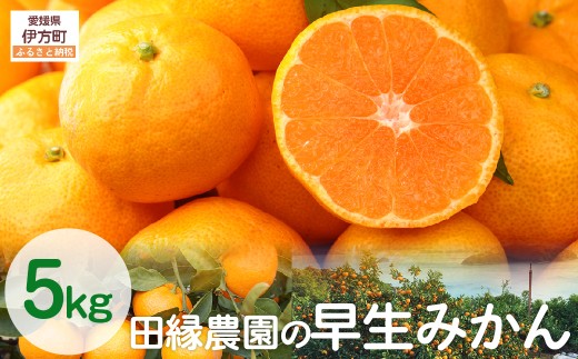 【数量限定/先行予約】田縁農園の早生みかん（生果）5kg （2025年11月10日より順次発送） 【 ふるさと納税 人気 おすすめ ランキング みかん ミカン 蜜柑 早生みかん 早生ミカン フルーツ 果物 愛媛県産 田縁農園 愛媛県 伊方町 送料無料 】 IKTA001
