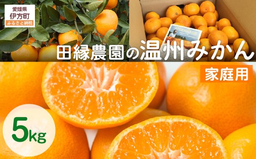 【先行予約】【家庭用】温州みかん 5kg ※離島への配送不可 (2025年11月10日より順次発送) 【 ふるさと納税 人気 おすすめ ランキング みかん ミカン 蜜柑 温州みかん 温州ミカン フルーツ 果物 愛媛県産 田縁農園 愛媛県 伊方町 送料無料 】 IKTA039