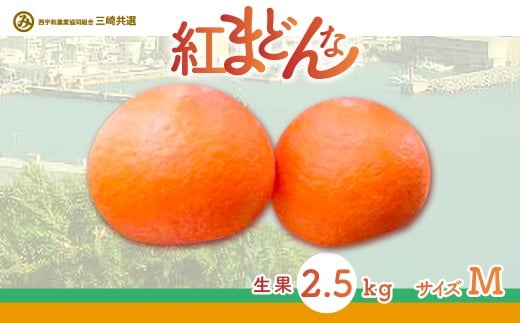 【先行予約】【数量限定】【贈答用】限定100ケース！紅まどんな（2.5kg/Mサイズ）※離島への配送不可（2025年12月上旬～2026年1月下旬頃に順次発送予定） 【 ふるさと納税 人気 おすすめ ランキング 柑橘 みかん ミカン 紅まどんな mikan 蜜柑 果物 フルーツ 贈答 贈答用 プレゼント ギフト 愛媛県産 愛媛県 伊方町 送料無料 】 IKTBD003